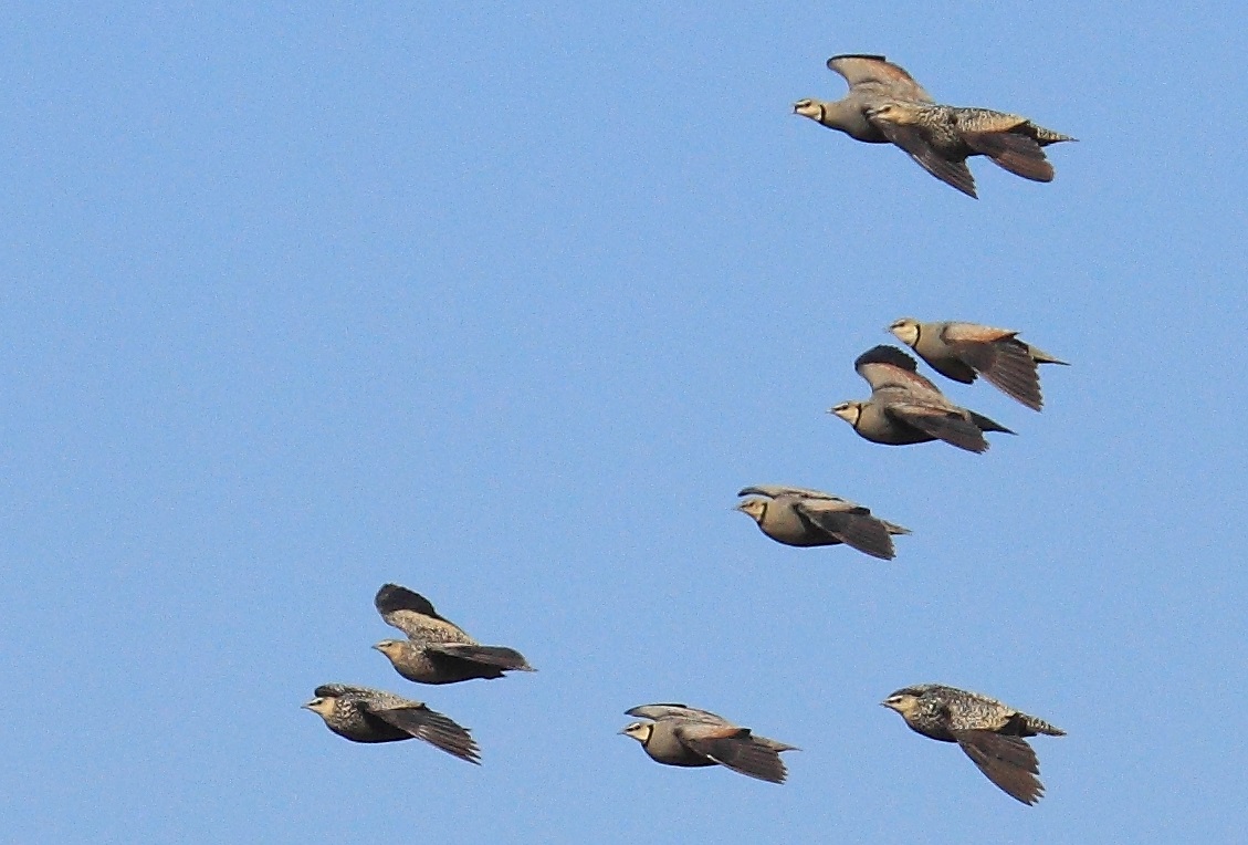 Grandule golagialla (Pterocles gutturalis)